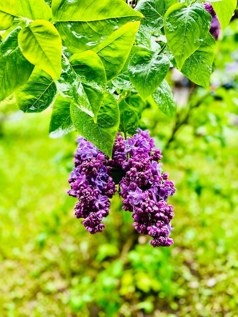 Foto un ramo di lilla viola con le foglie fuori fuoco.