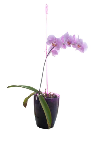 Ramo di un'orchidea viola