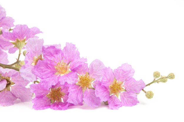 Photo branch of purple sakura flower isolated white background