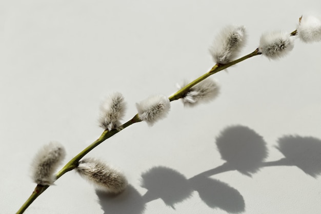 Branch of pussy willow, springtime