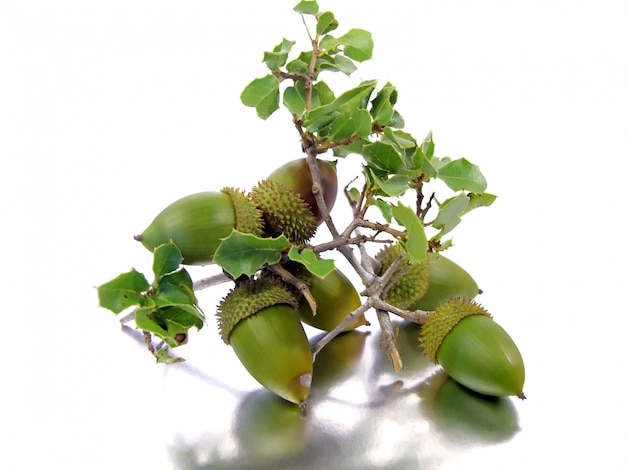 Branch of a Quercus Coccifera (Oak Tree) with several acorns isolated on a silver-white background.