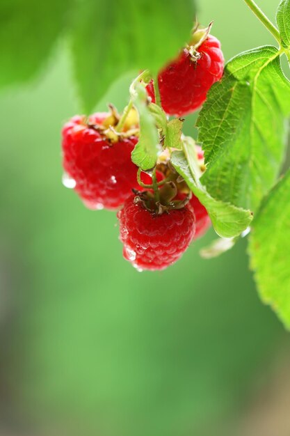 Branch of raspberries on blurred nature background