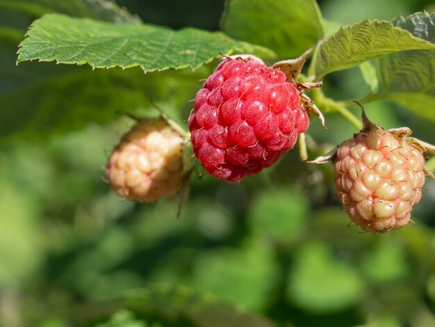 A branch of raspberry in the garden.