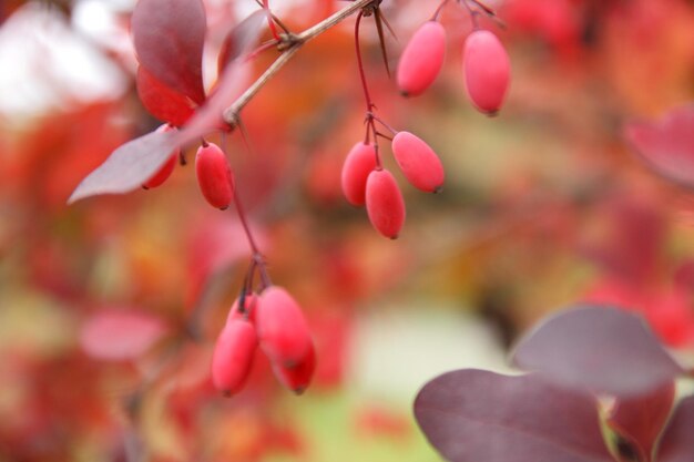 Image of Autumn landscape. Red berries of barberry on branch. Natural background. Autumnal colors