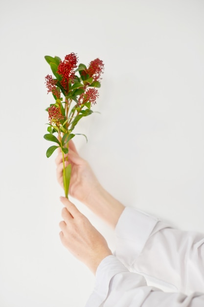 Branch of red berries in womans hand for beauty and health spa on white background