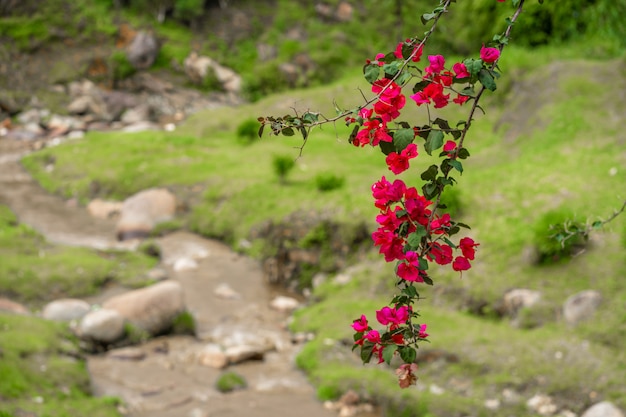 A branch of red blooming mountain flowers. Landscape of green hills with mountain river.