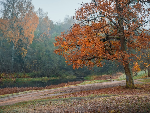 A branch of a red oak tree on the background of an autumn lake. Natural foggy autumn landscape. Soft focus.