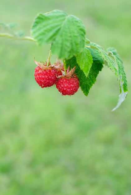 Branch of red raspberries with green leaves on green lawn background. Copyspace for text