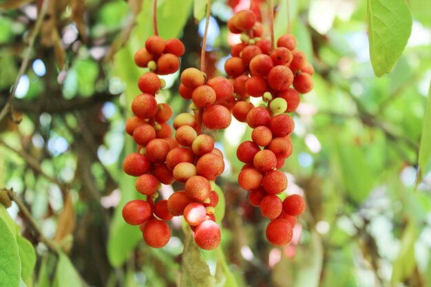 branch of red ripe schisandra hanging in the garden