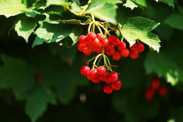 Branch of red viburnum closeup