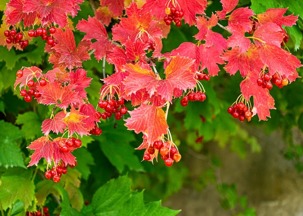 Foto un ramo di viburno rosso cresce in giardino in autunno raccolta di bacche utili usate in medicina tè con viburno