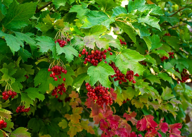 A branch of red viburnum grows in the garden in the fall Harvesting Useful berries used in medicine Tea with viburnumxA