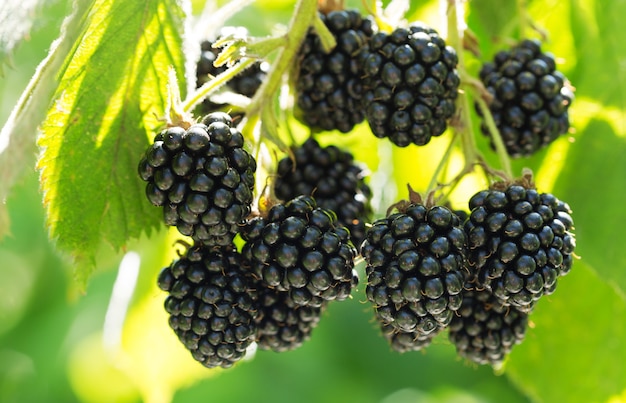 Branch of ripe blackberries in a garden