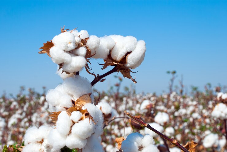 Photo branch of ripe cotton on cotton field, uzbekistan
