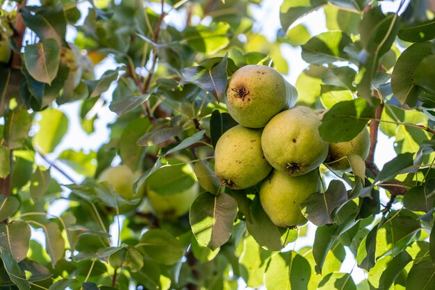庭の木の熟した梨の枝。フルーツガーデンの木に緑の甘い梨。閉じる
