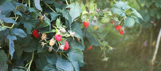 Branch of a ripe raspberries in a garden banner