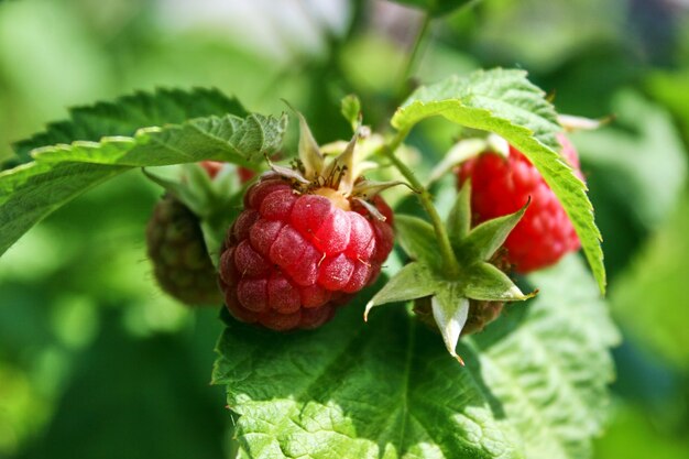 Branch of ripe raspberries in a garden.