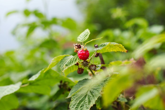 Branch of ripe raspberries in the garden