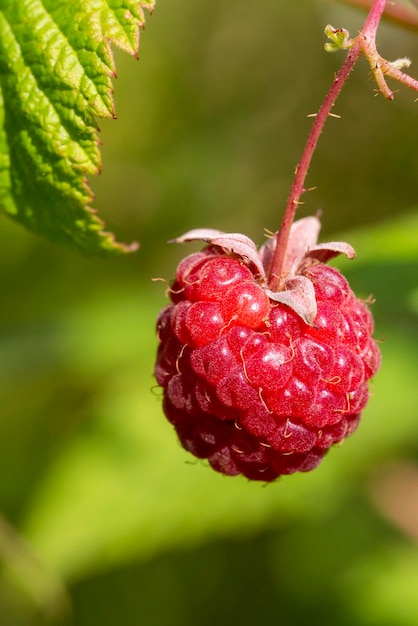 Filiale di lamponi maturi in un giardino