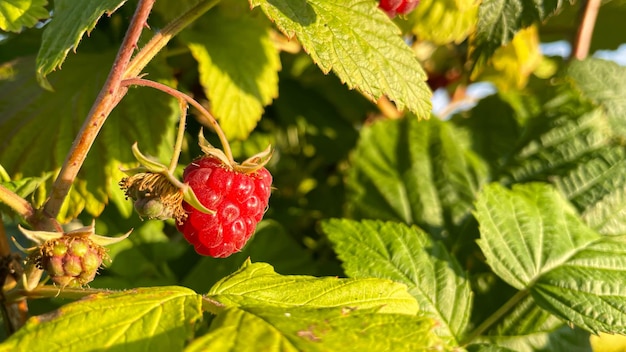 Branch of ripe raspberries in a garden