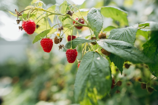 Branch of ripe raspberries in the garden 