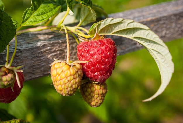 Branch of ripe raspberries in garden.