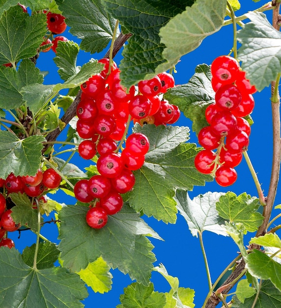 Photo branch of ripe red currant on blue background