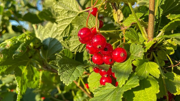 Branch of ripe red currant in a garden on green background