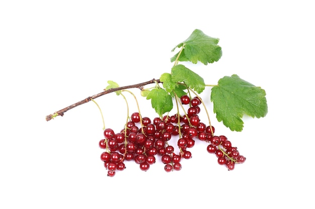 Branch of ripe red currants isolated on a white background