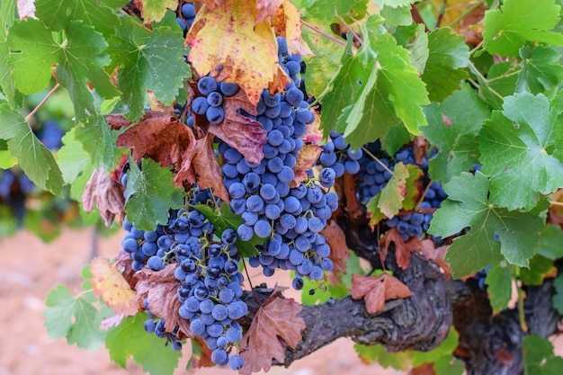 Branch of ripe red grape on the spanish vineyard