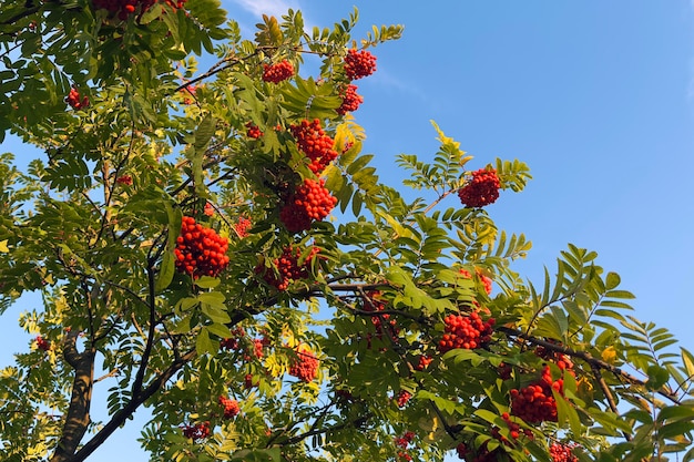 Branch of ripe rowan in the park