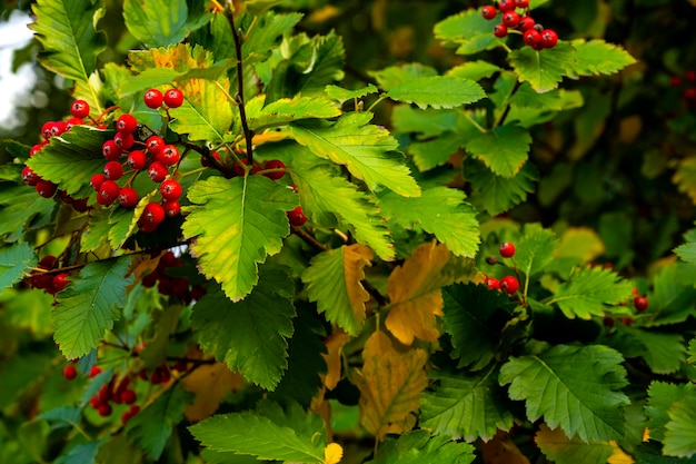 A branch of ripe rowan. Red berries.