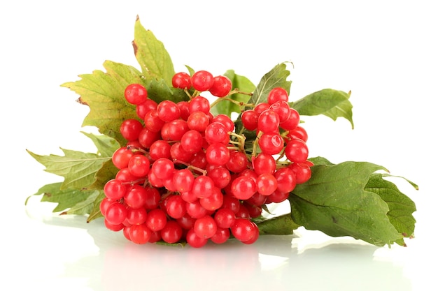 Branch of ripe viburnum isolated on white