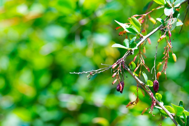 Branch of ripening red barberry after a rain with drops of water