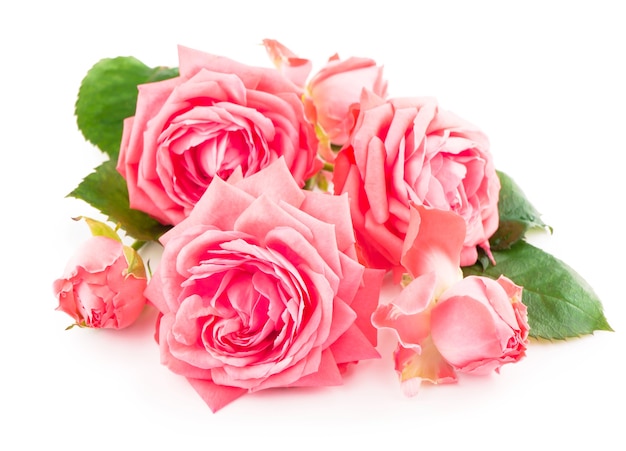 Branch rose of delicate pink color with leaves on a white background