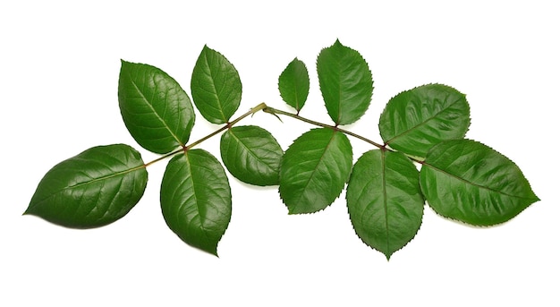 Branch of a rose with leaf isolated on white background Flat lay top view