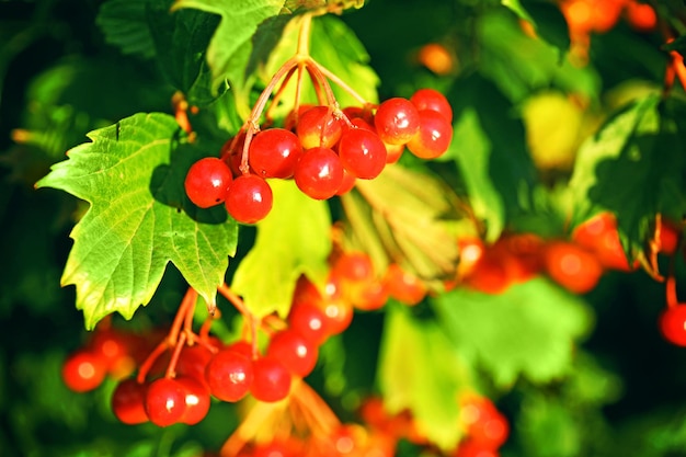 Branch of rowan close up