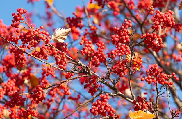 branch of rowanberry with berries as natural background