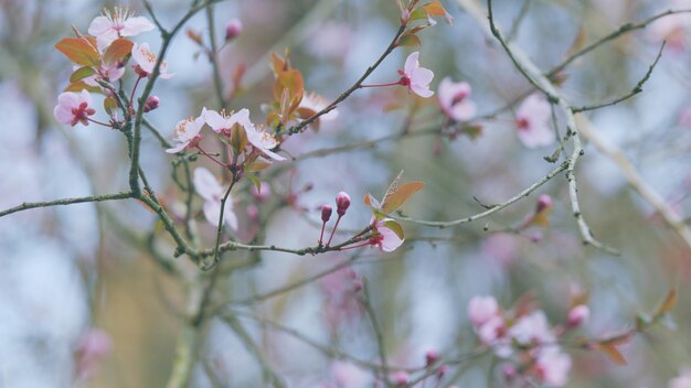 Branch of sakura flowers pink flowers of cherry plum tree pink cherry blossom