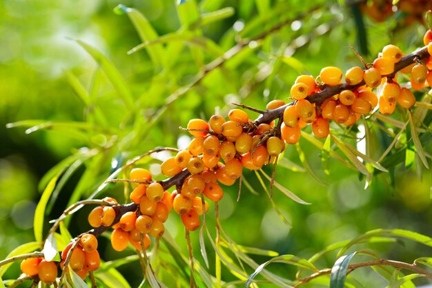 Branch of sea buckthorn in a garden