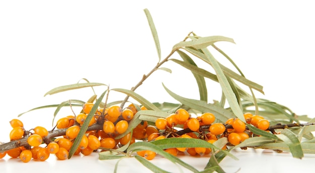 Branch of sea buckthorn isolated on white