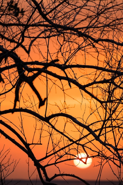 Branch silhouet zonsondergang