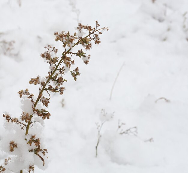 Foto ramo sulla neve. bellissimo sfondo della stagione invernale. foto della natura ghiacciata