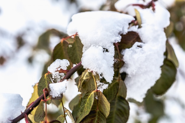 雪の中で枝