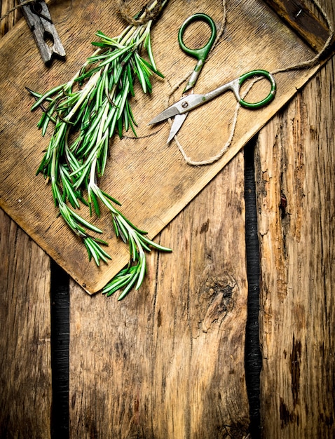 Branch of spicy rosemary with old scissors.