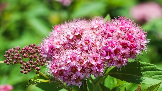Branch of spiraea blooming spirea japanese by pink small flower