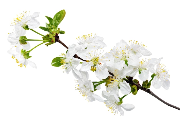 花のある小枝の枝。白い背景で隔離。