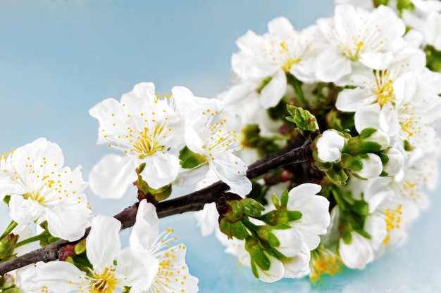 Branch of sprig with blossoms.