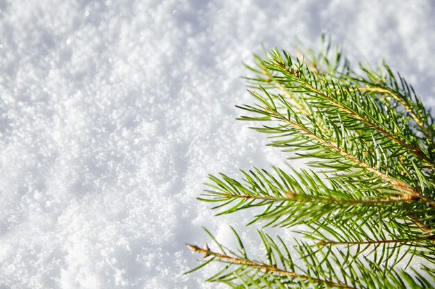 A branch of spruce with green needles lying on the white snow. Winter background