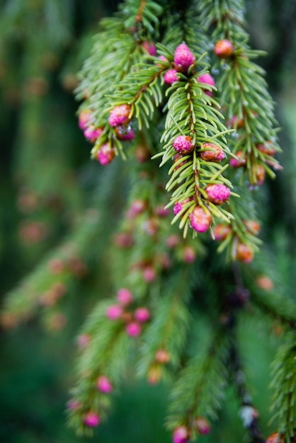 Branch of spruce with young pink cones, high Tatra mountains, Slovakia